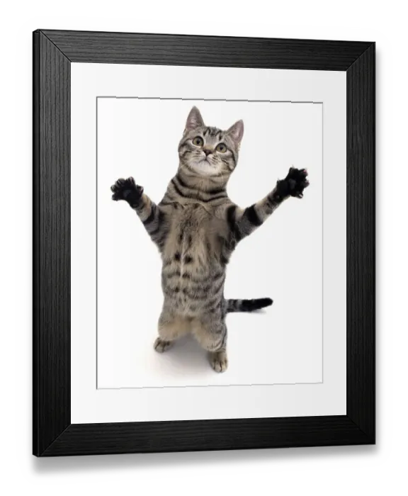 Framed Print : Brown spotted tabby cat male (Felis catus) standing and reaching up Framed Print : Brown spotted tabby cat male (Felis catus) standing and reaching up