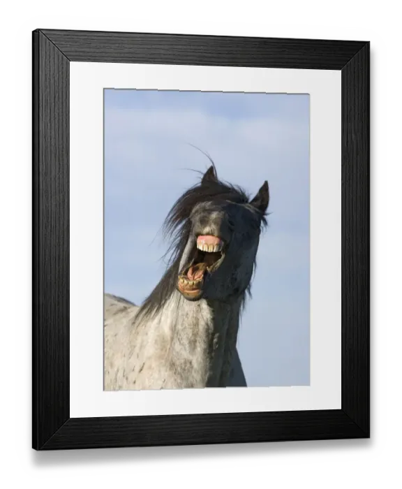 Framed Print : Blue Roan Wild Stallion yawning {Equus caballus} Pryor Mountains, Montana, USA Framed Print : Blue Roan Wild Stallion yawning {Equus caballus} Pryor Mountains, Montana, USA