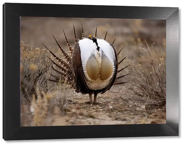 Male Sage Grouse {Centrocercus urphasianus} courtship display, Baggs, Wyoming, USA