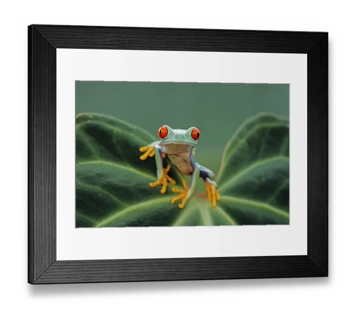 Framed Print : Red eyed tree frog {Agalychnis callidryas} perching on leaf, Captive Framed Print : Red eyed tree frog {Agalychnis callidryas} perching on leaf, Captive