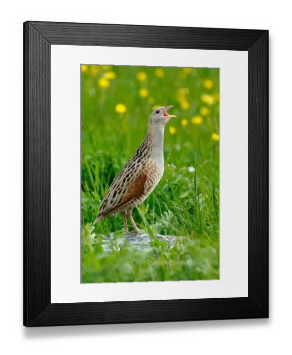 Framed Print : Corncrake (Crex crex) calling from rock, North Uist, Outer Hebrides, Scotland, UK Framed Print : Corncrake (Crex crex) calling from rock, North Uist, Outer Hebrides, Scotland, UK