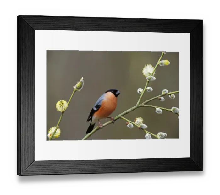 Framed Print : Male Bullfinch {Pyrrhula pyrrhula} perching in Pussy Willow (Salix), Yorkshire, UK