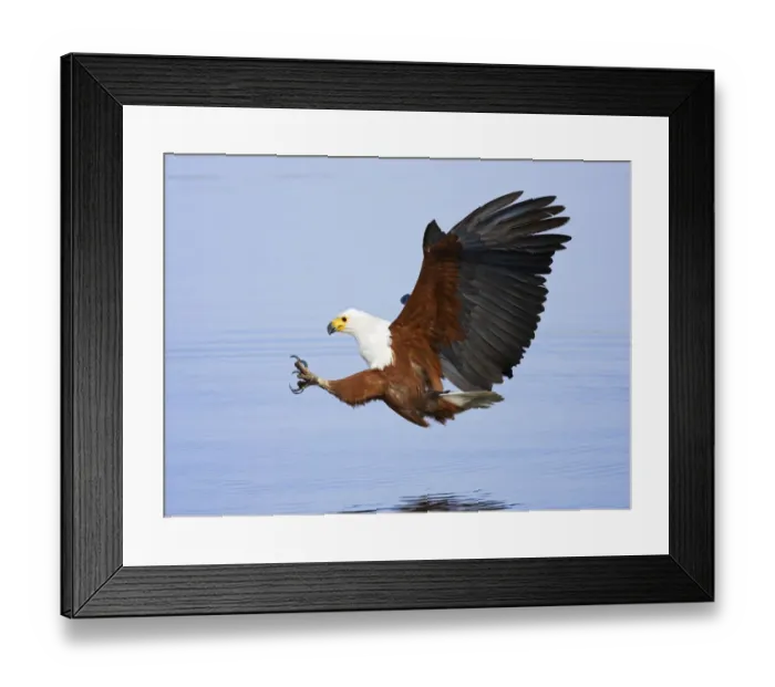 Framed Print : African fish eagle about to catch fish {Haliaeetus vocifer} Chobe NP, Botswana Framed Print : African fish eagle about to catch fish {Haliaeetus vocifer} Chobe NP, Botswana