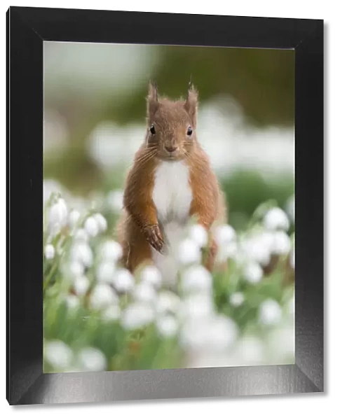 Red squirrel {Sciurus vulgaris} portrait amongst snowdrops, UK