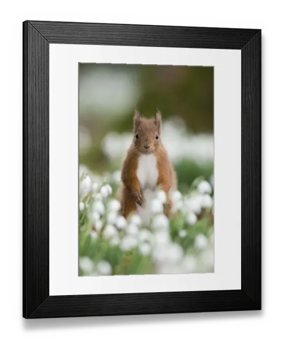 Framed Print : Red squirrel {Sciurus vulgaris} portrait amongst snowdrops, UK Framed Print : Red squirrel {Sciurus vulgaris} portrait amongst snowdrops, UK