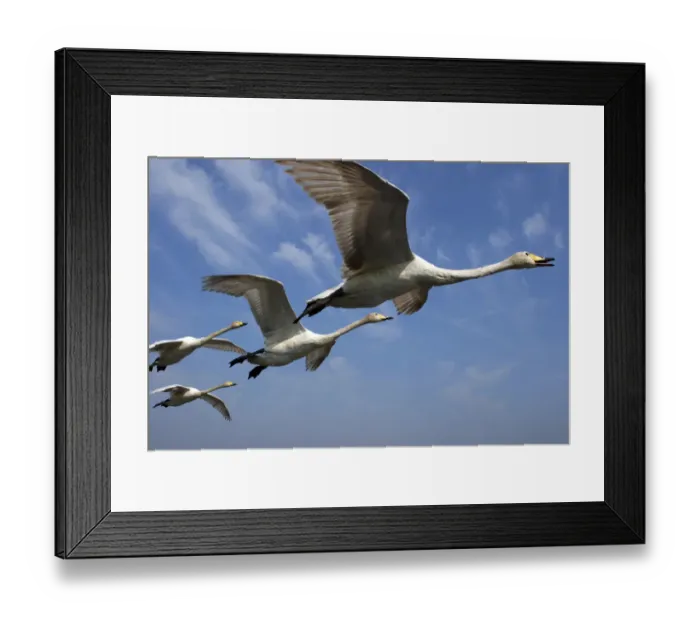 Framed Print : Whooper Swans {Cygnus cygnus} in flight against blue sky, captive, Somerset, UK