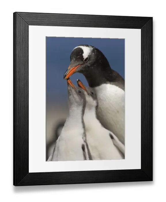 Framed Print : Gentoo Penguin chicks (2-week) {Pygoscelis papua} begging parent for food, Falkland