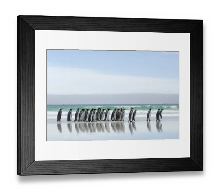 Framed Print : Group of King penguins {Aptenodytes patagonicus} walking in line along beach, Falkland Framed Print : Group of King penguins {Aptenodytes patagonicus} walking in line along beach, Falkland