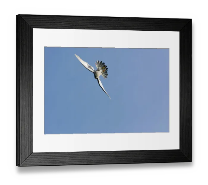 Framed Print : Male Peregrine Falcon {Falco peregrinus} swerving in flight, start of swoop, captive