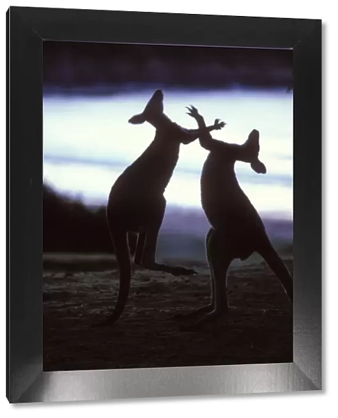 Silhouette of Eastern Grey Kangaroo {Macropus giganteus} males boxing, New South Wales