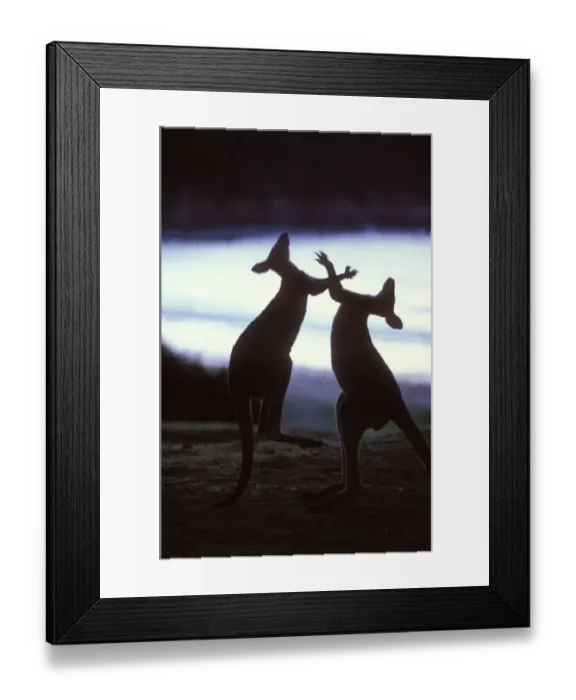 Framed Print : Silhouette of Eastern Grey Kangaroo {Macropus giganteus} males boxing, New South Wales Framed Print : Silhouette of Eastern Grey Kangaroo {Macropus giganteus} males boxing, New South Wales