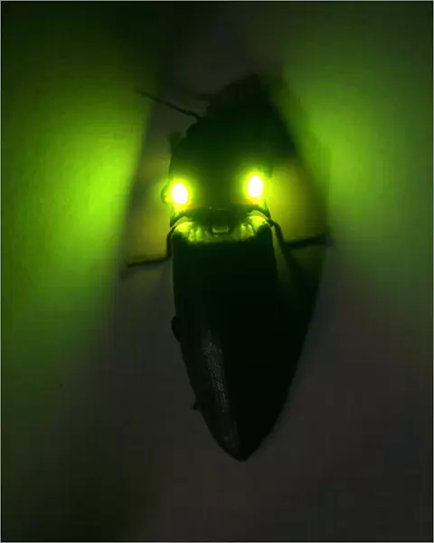 Tropical luminous click beetle {Pyrophorus sp