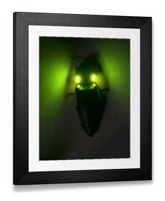 Framed Print : Tropical luminous click beetle {Pyrophorus sp Framed Print : Tropical luminous click beetle {Pyrophorus sp