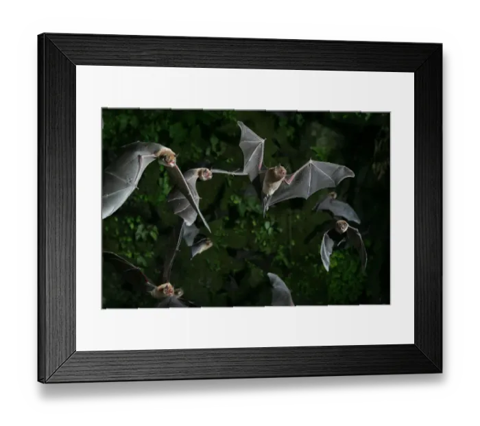 Framed Print : Naked-backed (moustached) bats {Pteronotus davyi} emerging at dusk, Tamana, Trinidad, West Indies Framed Print : Naked-backed (moustached) bats {Pteronotus davyi} emerging at dusk, Tamana, Trinidad, West Indies