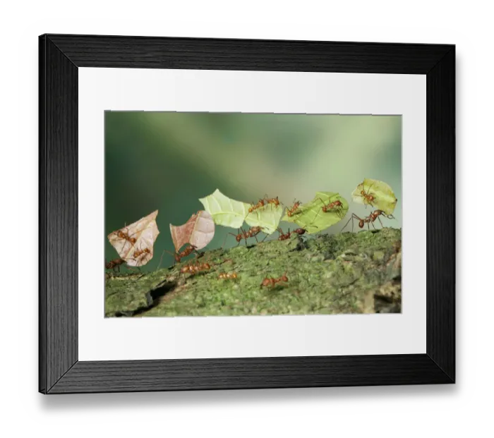 Framed Print : Bachacs / Leafcutter ants {Atta cephalotes} carrying sections of Cocoa leaf bearing Framed Print : Bachacs / Leafcutter ants {Atta cephalotes} carrying sections of Cocoa leaf bearing