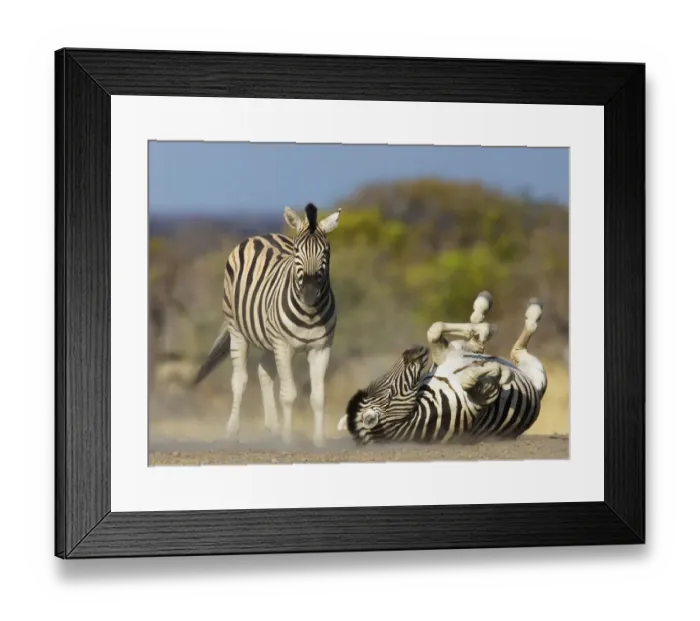Framed Print : Common zebra {Equus quagga} rolling on ground, dustbathing, Etosha national park, Namibia Framed Print : Common zebra {Equus quagga} rolling on ground, dustbathing, Etosha national park, Namibia