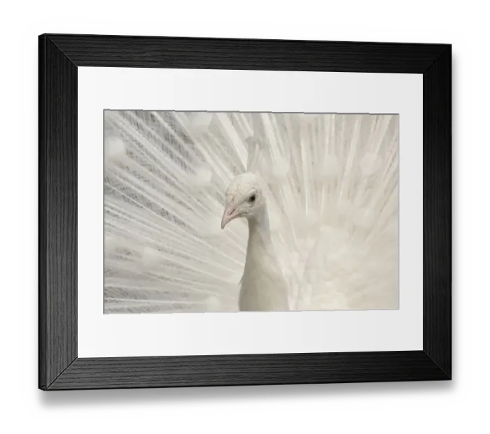 Framed Print : Albino India blue Peafowl {Pavo cristatus} Framed Print : Albino India blue Peafowl {Pavo cristatus}