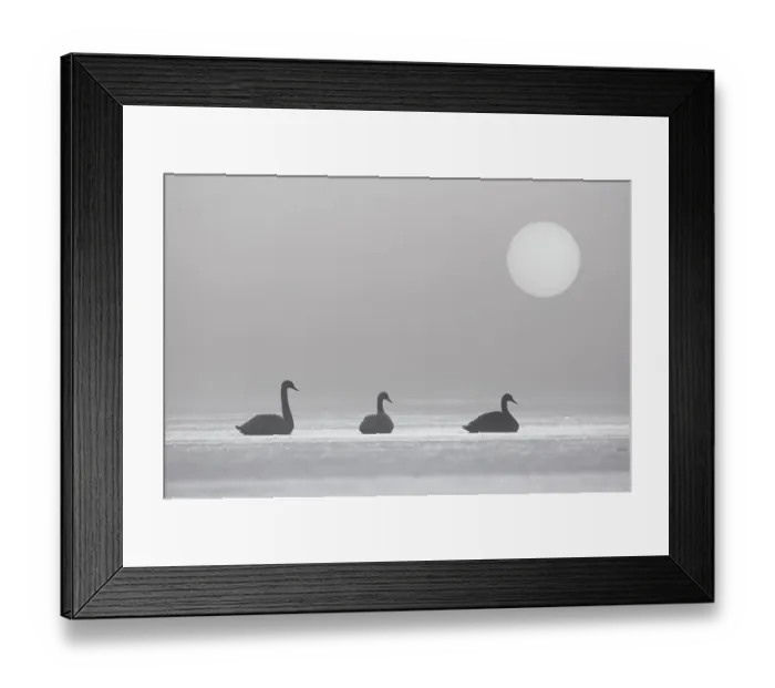 Framed Print : Three Mute Swans (Cygnus olor) on frozen loch in early morning mist, Cairngorms National Park, Scotland, UK Framed Print : Three Mute Swans (Cygnus olor) on frozen loch in early morning mist, Cairngorms National Park, Scotland, UK
