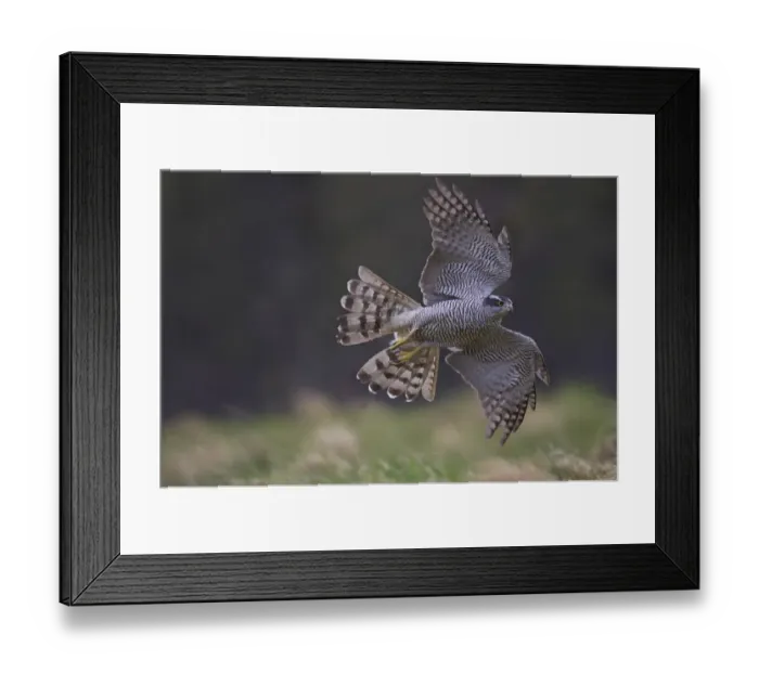 Framed Print : Goshawk (Accipiter gentilis) in flight over woodland clearing, Cairngorms National Park Framed Print : Goshawk (Accipiter gentilis) in flight over woodland clearing, Cairngorms National Park
