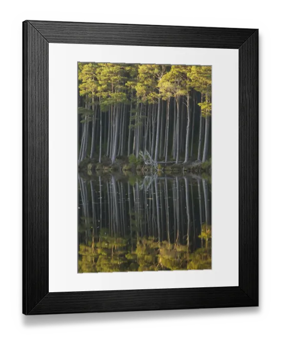 Framed Print : Scots pine trees reflected in mirror-calm loch in late evening light, Loch Mallachie Framed Print : Scots pine trees reflected in mirror-calm loch in late evening light, Loch Mallachie