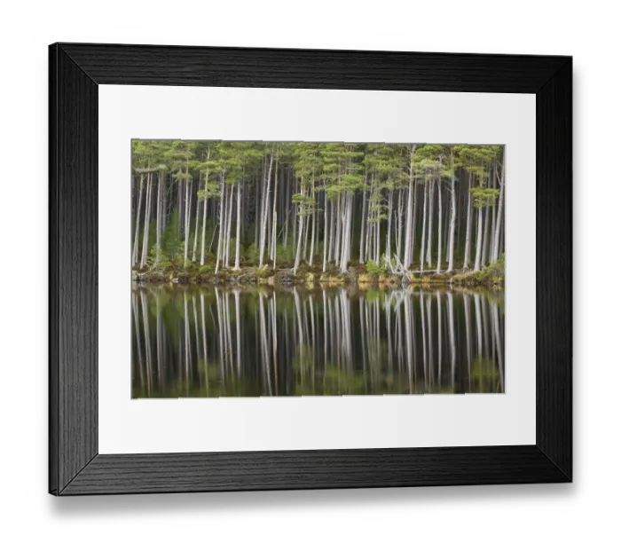 Framed Print : Scots pine trees (Pinus sylvestris) standing alongside Loch Mallachie, perfectly reflected in water Framed Print : Scots pine trees (Pinus sylvestris) standing alongside Loch Mallachie, perfectly reflected in water