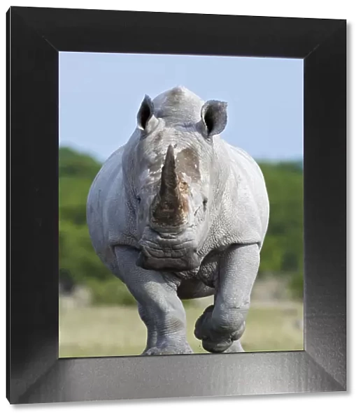 White rhinoceros {Ceratotherium simium} head on, Etosha national park, Namibia