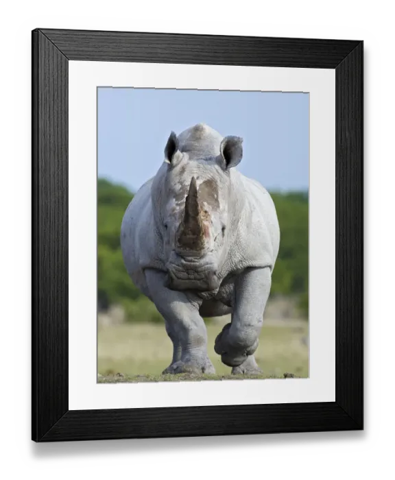 Framed Print : White rhinoceros {Ceratotherium simium} head on, Etosha national park, Namibia Framed Print : White rhinoceros {Ceratotherium simium} head on, Etosha national park, Namibia