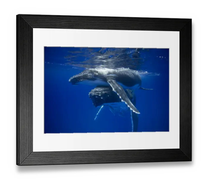 Framed Print : Humpback whale mother pushing her calf up to the surface (Megaptera novaeangliae) Framed Print : Humpback whale mother pushing her calf up to the surface (Megaptera novaeangliae)