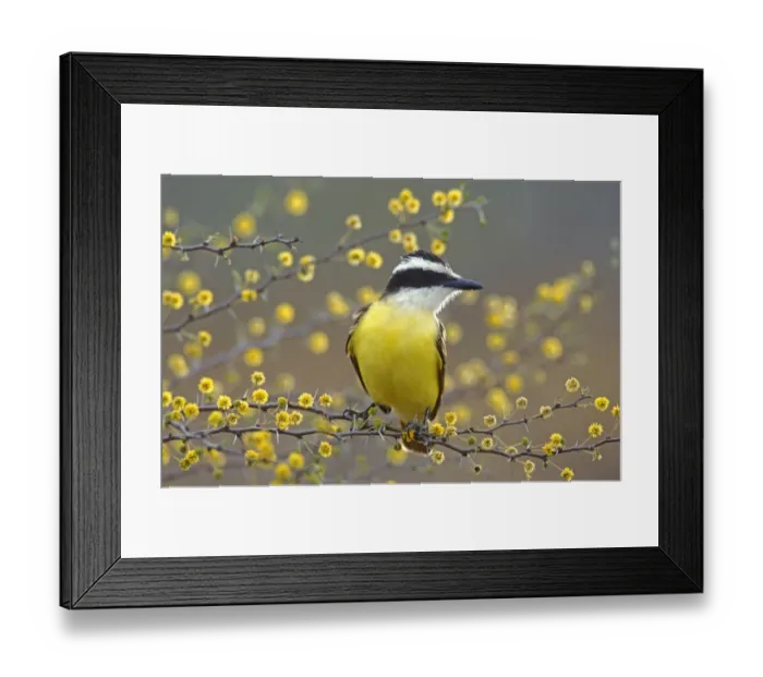 Framed Print : Great Kiskadee (Pitangus sulphuratus) perched on flowering blooming Huisache (Acacia farnesiana) Framed Print : Great Kiskadee (Pitangus sulphuratus) perched on flowering blooming Huisache (Acacia farnesiana)