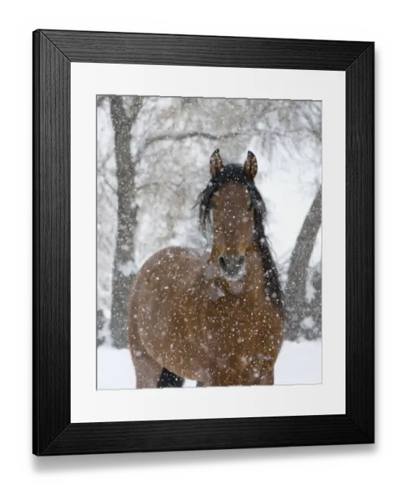 Framed Print : Bay Andalusian stallion portrait with falling snow, Longmont, Colorado, USA Framed Print : Bay Andalusian stallion portrait with falling snow, Longmont, Colorado, USA