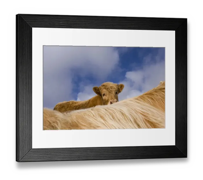 Framed Print : Highland calf (Bos taurus) looking over the back of its mother, Tiree, Scotland UK Framed Print : Highland calf (Bos taurus) looking over the back of its mother, Tiree, Scotland UK