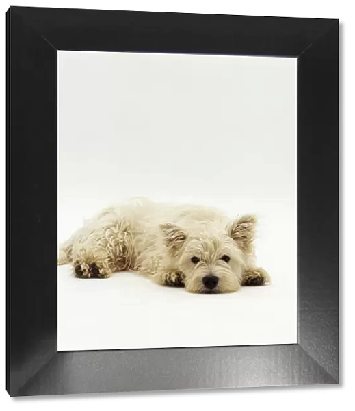 West Highland Terrier  /  Westie, lying down with chin on ground