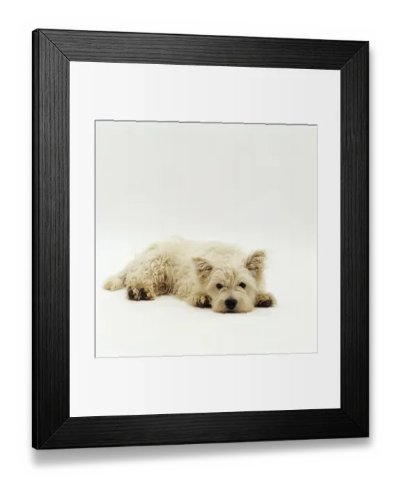 Framed Print : West Highland Terrier / Westie, lying down with chin on ground Framed Print : West Highland Terrier / Westie, lying down with chin on ground