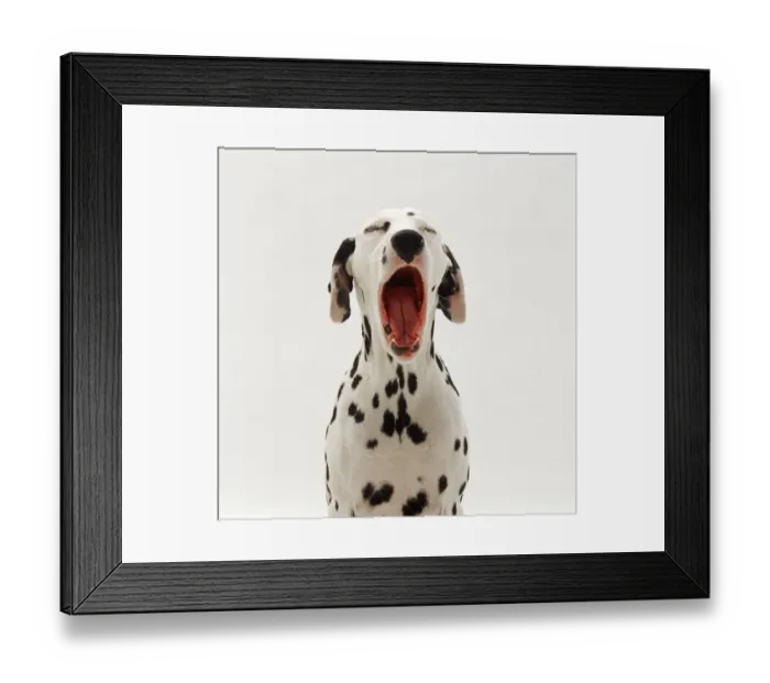 Framed Print : Dalmation yawning portrait Framed Print : Dalmation yawning portrait