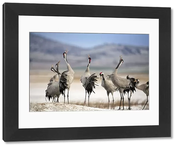 Common cranes {Grus grus} calling with heads raised in air, Laguna de Gallocanta