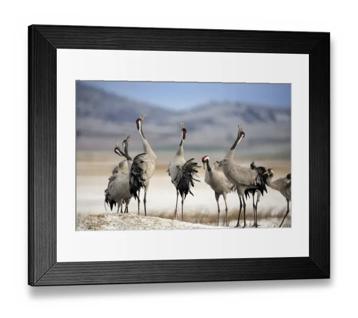 Framed Print : Common cranes {Grus grus} calling with heads raised in air, Laguna de Gallocanta Framed Print : Common cranes {Grus grus} calling with heads raised in air, Laguna de Gallocanta