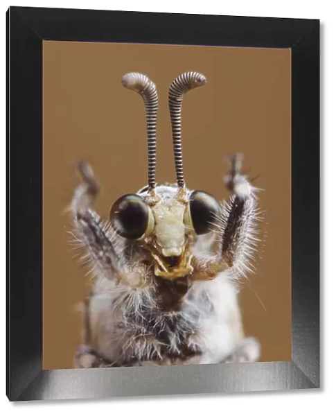 Ant Lion {Myrmeleontidae} adult head close up, Texas, USA