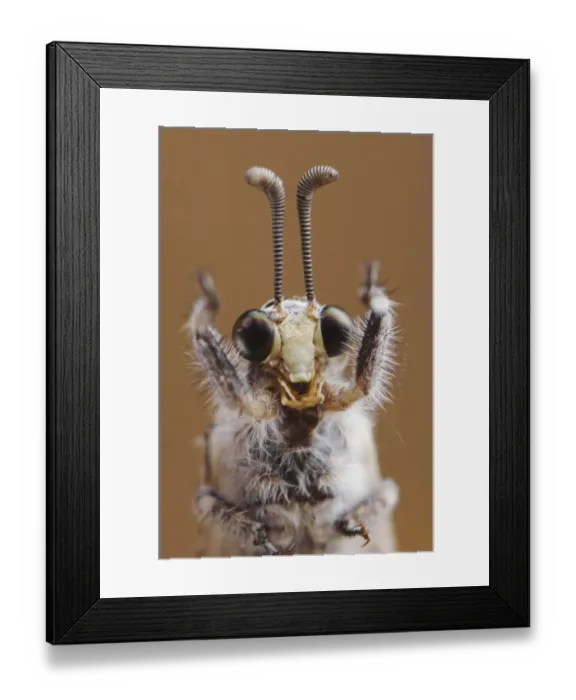 Framed Print : Ant Lion {Myrmeleontidae} adult head close up, Texas, USA Framed Print : Ant Lion {Myrmeleontidae} adult head close up, Texas, USA