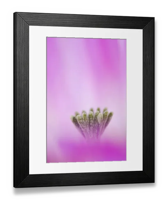 Framed Print : Lace Cactus {Echinocereus reichenbachii} flower abstract, Texas, USA Framed Print : Lace Cactus {Echinocereus reichenbachii} flower abstract, Texas, USA