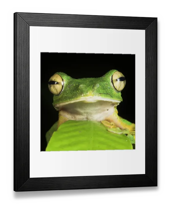 Framed Print : Wallaces gliding frog (Rhacophorus nigropalmatus) with head peering out from behind leaf Framed Print : Wallaces gliding frog (Rhacophorus nigropalmatus) with head peering out from behind leaf