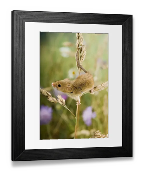 Framed Print : Harvest mouse {Micromys minutus} climbing on Cocksfoot grass with wildflower meadow behind Framed Print : Harvest mouse {Micromys minutus} climbing on Cocksfoot grass with wildflower meadow behind