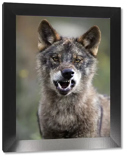 Portrait of Iberian wolf {Canis lupus sygnatus} snarling, captive, Lobo Park, Antequera