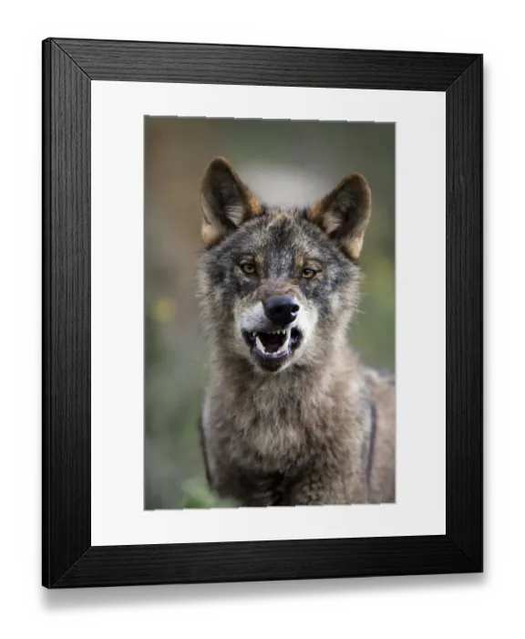 Framed Print : Portrait of Iberian wolf {Canis lupus sygnatus} snarling, captive, Lobo Park, Antequera Framed Print : Portrait of Iberian wolf {Canis lupus sygnatus} snarling, captive, Lobo Park, Antequera