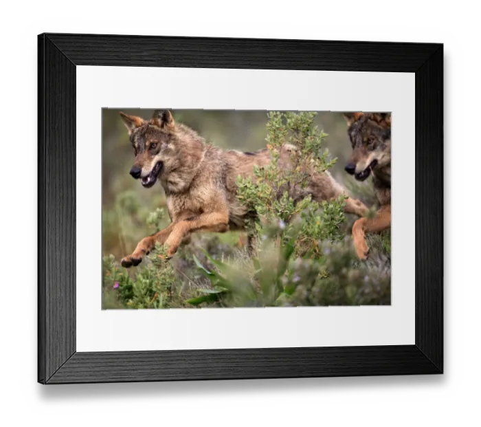 Framed Print : Close-up of Iberian wolves {Canis lupus sygnatus} running, captive, Lobo Park, Antequera