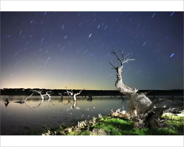 Dead Holm oak trees {Quercus ilex} in lake, at night with star trails in sky, Caceres