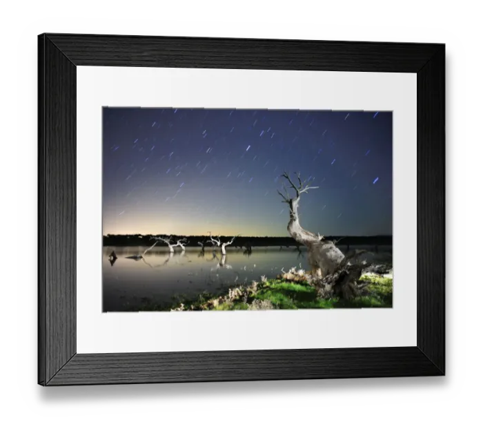 Framed Print : Dead Holm oak trees {Quercus ilex} in lake, at night with star trails in sky, Caceres Framed Print : Dead Holm oak trees {Quercus ilex} in lake, at night with star trails in sky, Caceres
