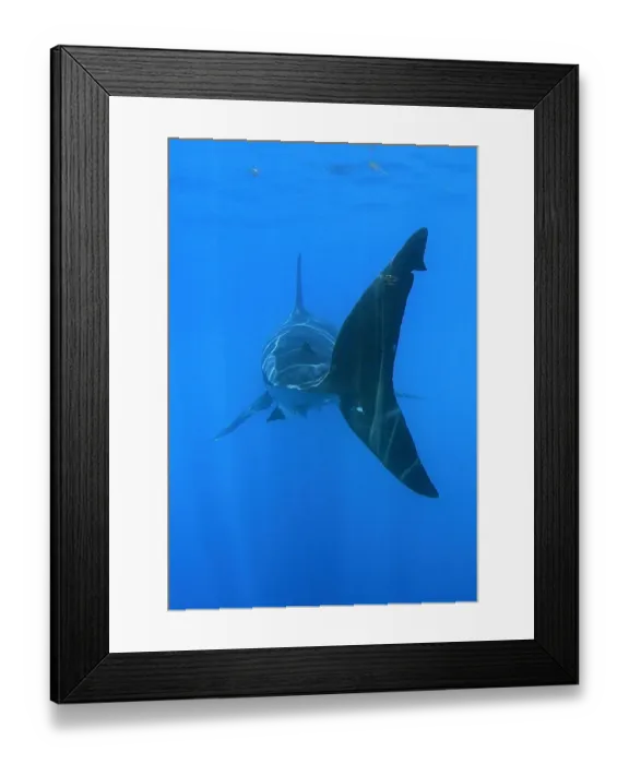 Framed Print : Tailfin of Great white shark (Carcharodon carcharias) underwater, Guadalupe Island Framed Print : Tailfin of Great white shark (Carcharodon carcharias) underwater, Guadalupe Island