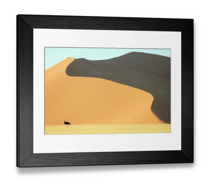 Framed Print : Ostrich (Struthio camelus) with Sesriem Sossusvlei sand dune in the background, Namib desert, Namibia Framed Print : Ostrich (Struthio camelus) with Sesriem Sossusvlei sand dune in the background, Namib desert, Namibia