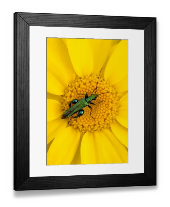 Framed Print : Thick-legged flower beetle {Oedemera nobilis} on Corn marigold {Chrysanthemum segetum}, Cornwall Framed Print : Thick-legged flower beetle {Oedemera nobilis} on Corn marigold {Chrysanthemum segetum}, Cornwall