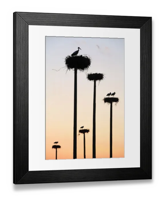 Framed Print : Silhouette of White storks {ciconia ciconia} nesting on purpose-built poles, Malpartida de Caceres Framed Print : Silhouette of White storks {ciconia ciconia} nesting on purpose-built poles, Malpartida de Caceres